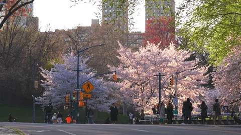 Central Park with early spring blossoms and cityscape views is the best place to visit in march