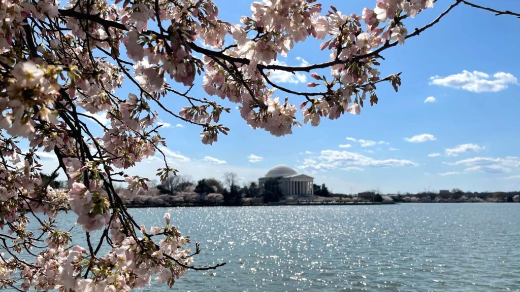 Cherry blossoms the best places to visit in march