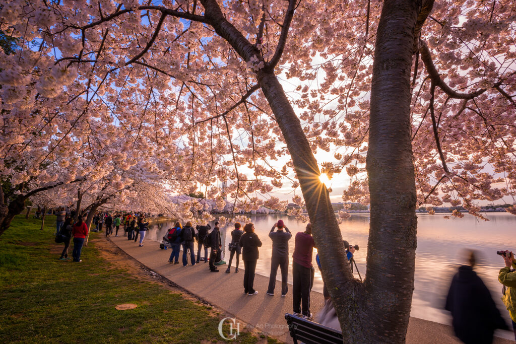 A stunning shot of cherry blossoms framing the Washington Monument.